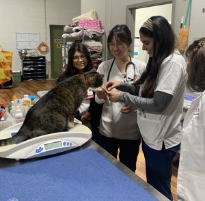 Students and staff interacting with cat at WisCARES