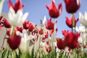 Flowering red and white tulips frame an ornate W crest icon that is a part of a landscaped roundabout at Observatory Drive and Walnut Street at the University of Wisconsin-Madison during spring on May 24, 2013. (Photo by Jeff Miller/UW-Madison)